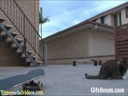 gif de um gato correndo atras de um skate, subindo nele e andando
