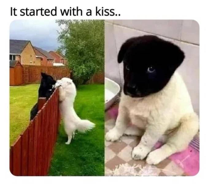 Animal Lovers Will Like These Memes!