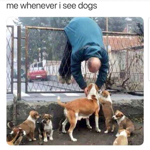 Animal Lovers Will Like These Memes!