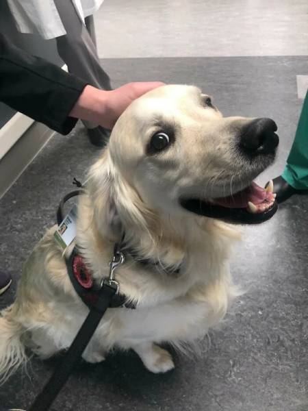 Hospital Hires A Dog Whose Job Is To Cheer People Up