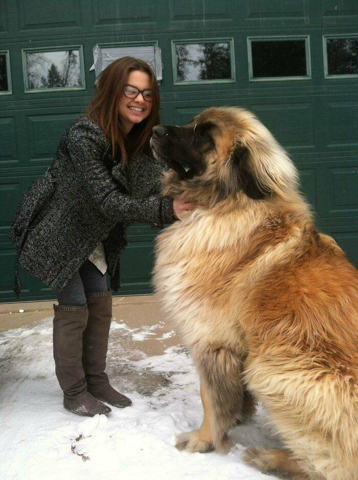 These Dogs Are BIG! Like REALLY Big!