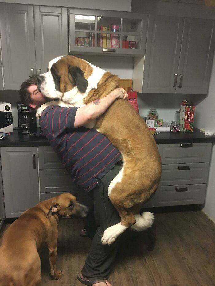 These Dogs Are BIG! Like REALLY Big!