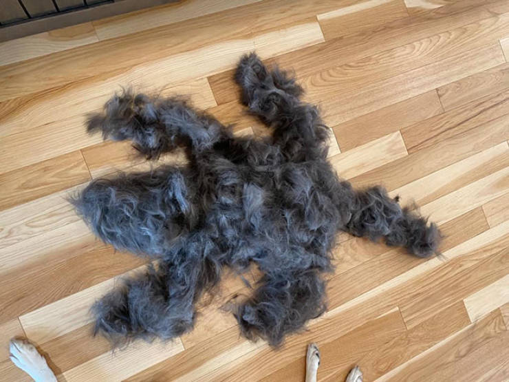 Some Dogs Are Shedding Like Crazy!