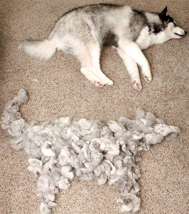 Some Dogs Are Shedding Like Crazy!