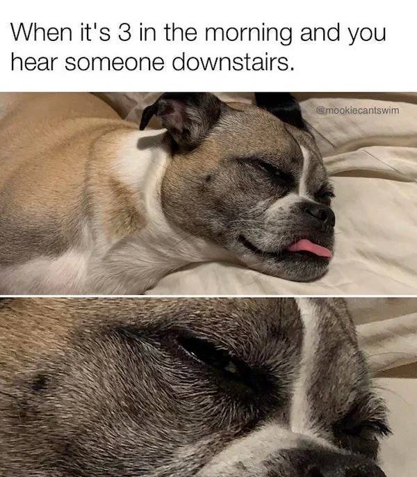 These Dog Memes Could Lick You Or They Could Bite You