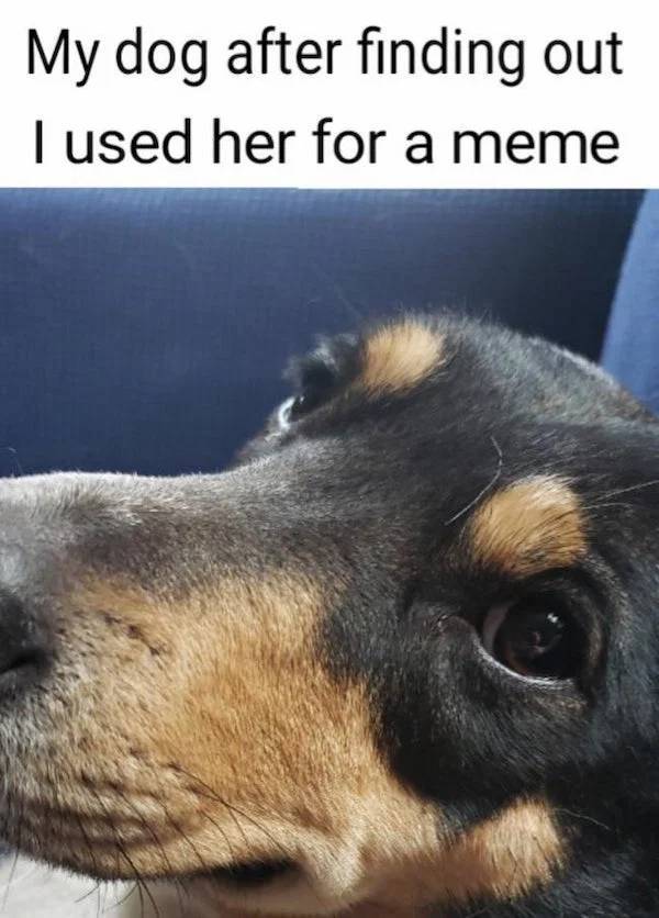 These Dog Memes Could Lick You Or They Could Bite You