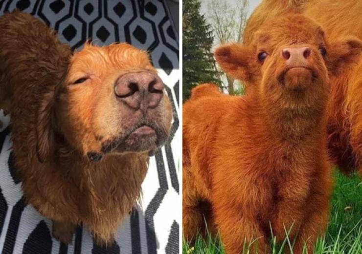 These Dogs Look Like Something Else…