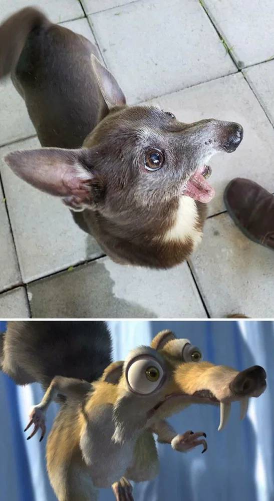 These Dogs Look Like Something Else…
