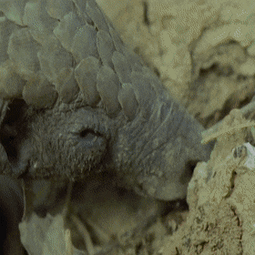 This Is How Pangolins Search For Food