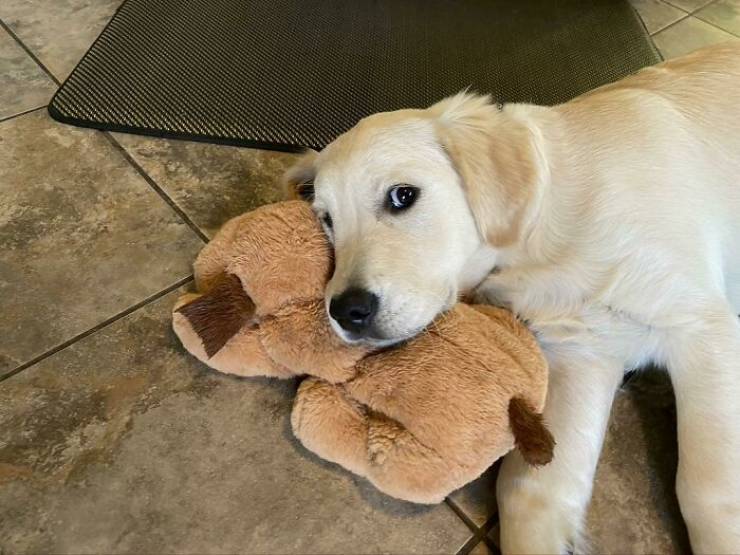 Everyone Needs A Toy!