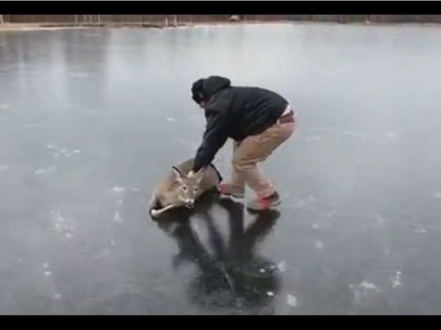 Wisconsin Man Saves A Deer From A Frozen Lake