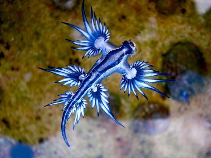 Some Of The Most Unusual Creatures On Our Planet!