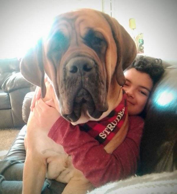 These Pets Are Real Big!