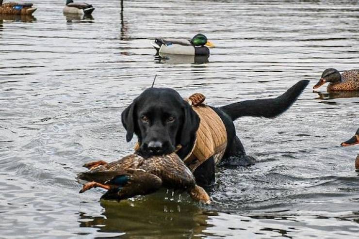 Dogs Gotta Work Too…