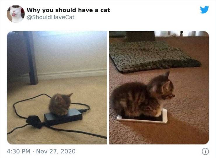 And Here’s Why You Should Have A Cat…