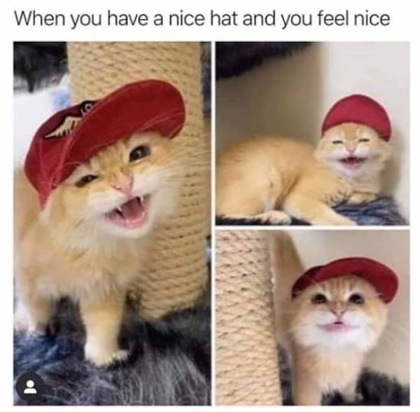 These Wholesome Memes Will Help You Relax!