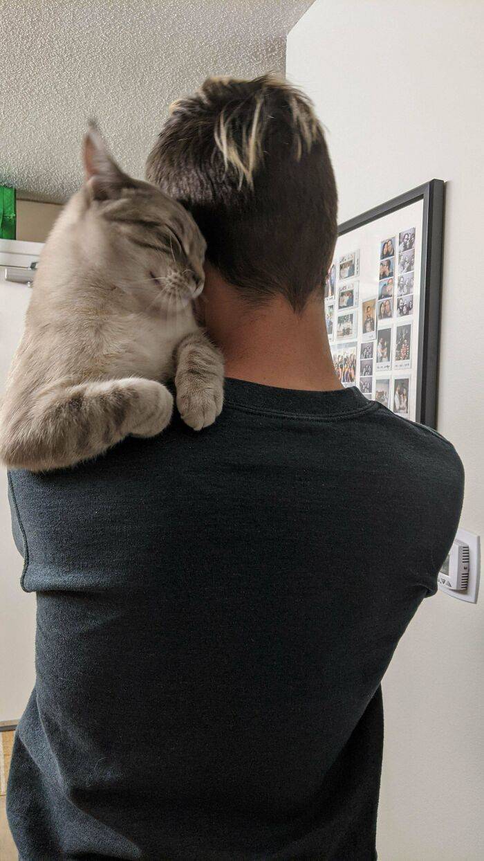 And What’s Your Shoulder Animal?