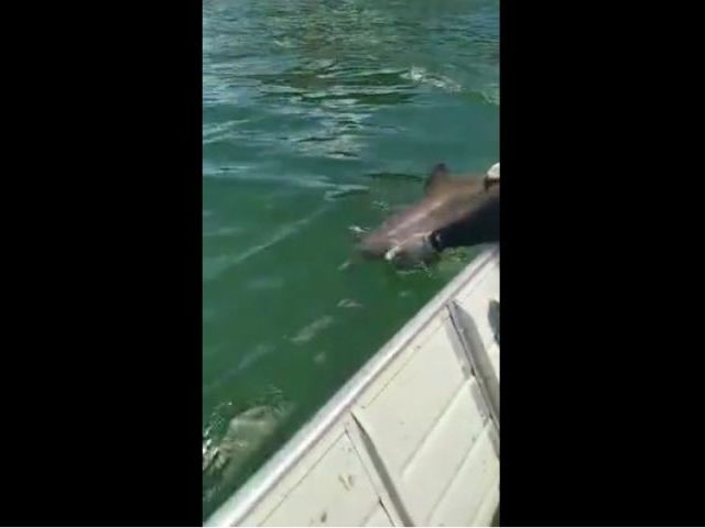 Poor Little Dolphin…
