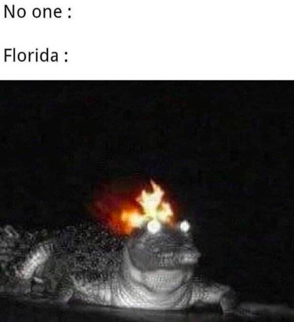 Florida Memes Are Just As Wild As Florida Itself…