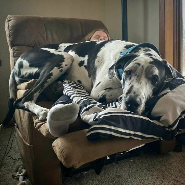 These Great Danes Have No Idea How Giant They Are…