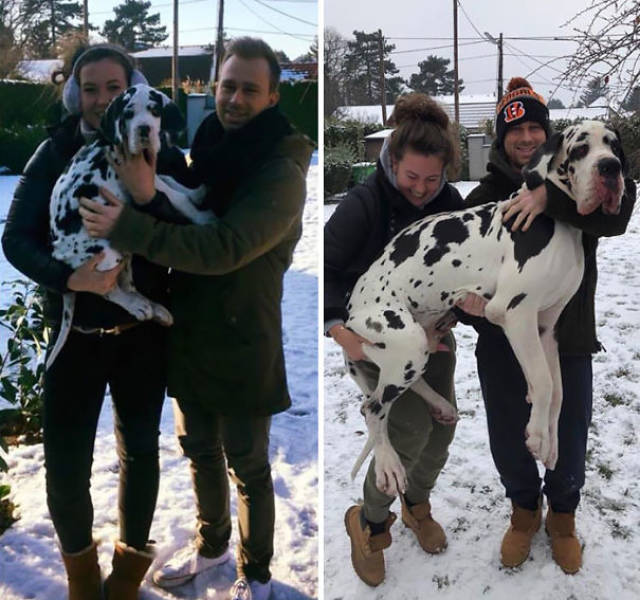These Great Danes Have No Idea How Giant They Are…