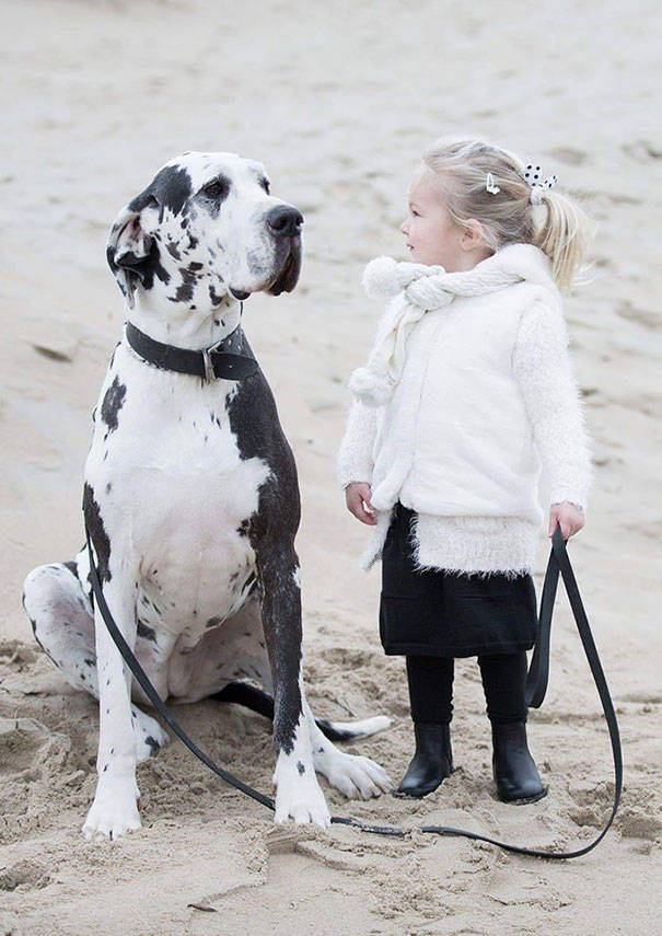 These Great Danes Have No Idea How Giant They Are…