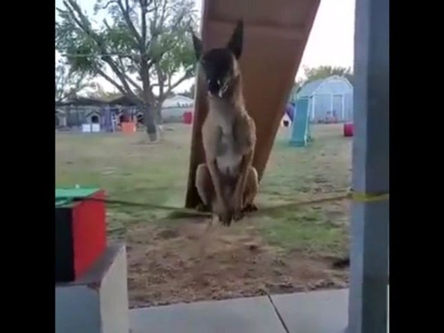 Dog Impossible