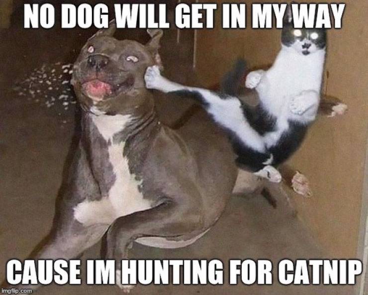 Pet Owners Will Love These Memes!