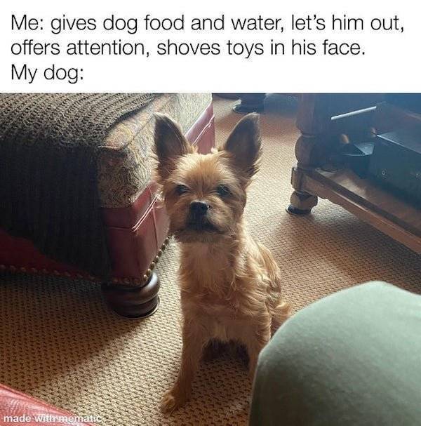 Pet Owners Will Love These Memes!