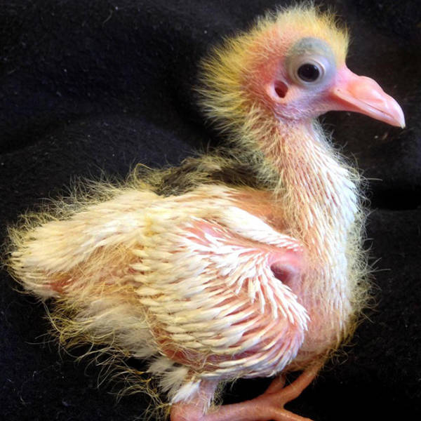 Here’s What Baby Pigeons Look Like…