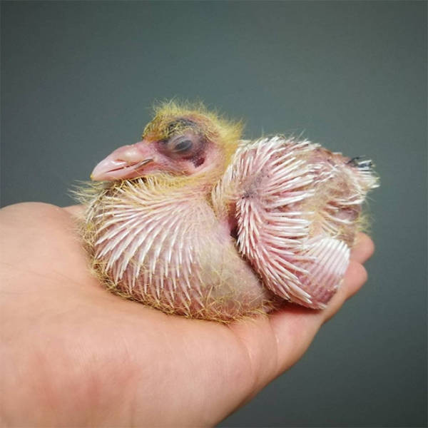 Here’s What Baby Pigeons Look Like…