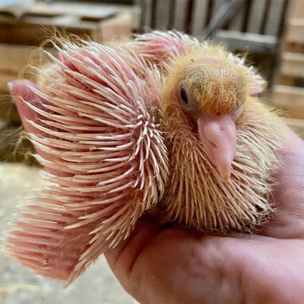 Here’s What Baby Pigeons Look Like…