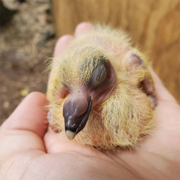 Here’s What Baby Pigeons Look Like…