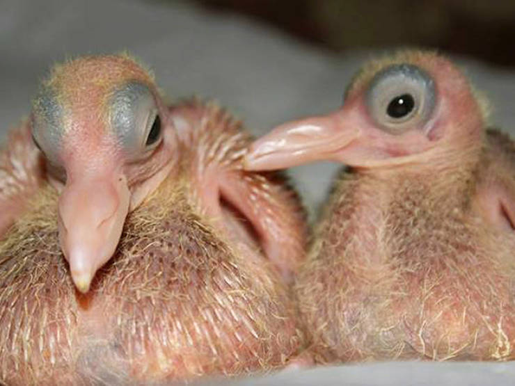 Here’s What Baby Pigeons Look Like…