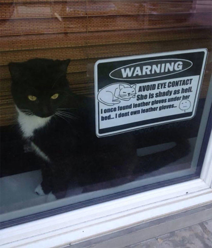 Beware Of These Mischievous Cats!