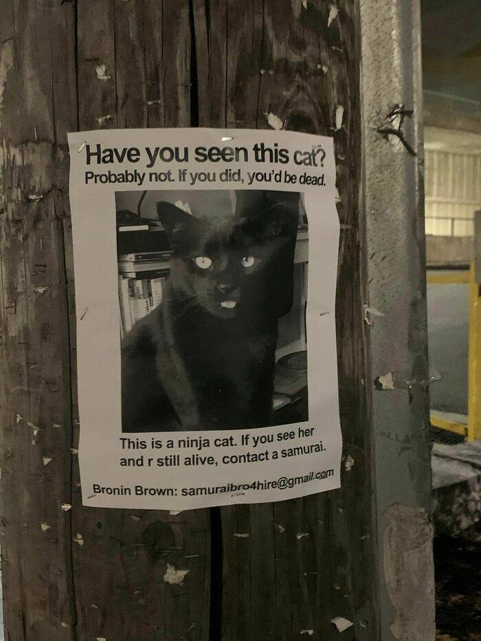 Beware Of These Mischievous Cats!