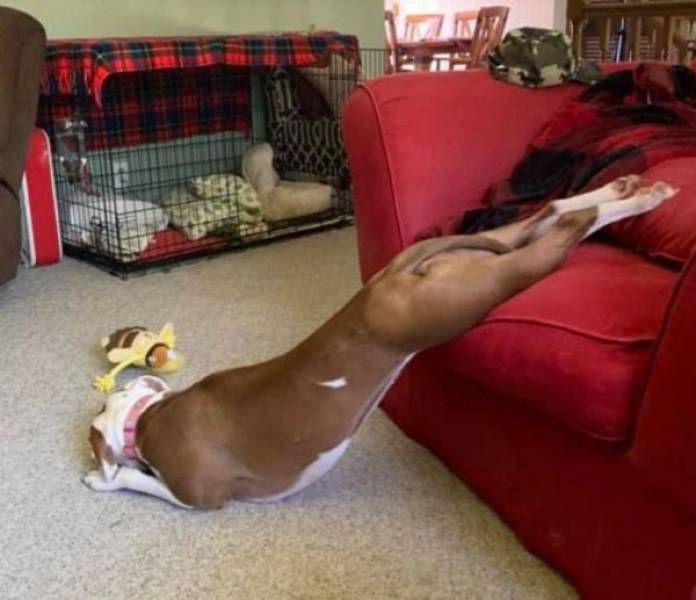 Dogs Can Have Some Weird Habits…