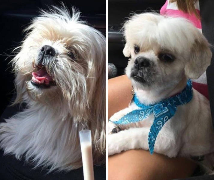 Dogs Who Got Completely Transformed By Their Groomers