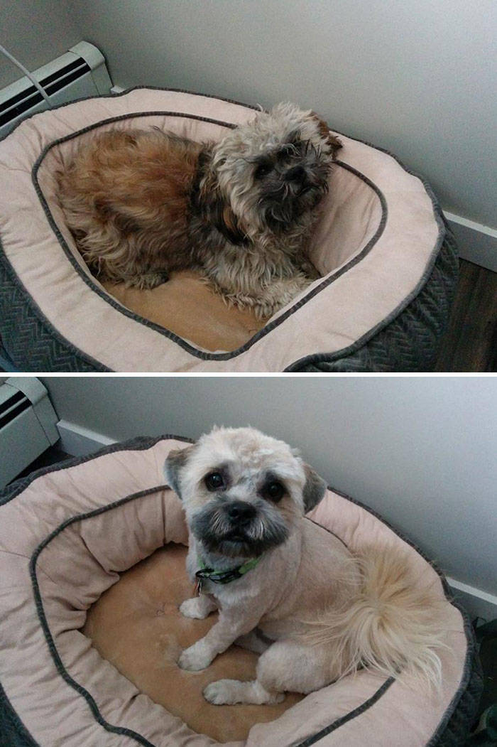 Dogs Who Got Completely Transformed By Their Groomers