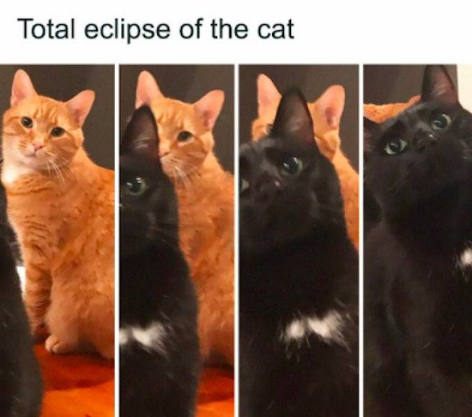 These Cat Memes Will Most Likely Ignore You…
