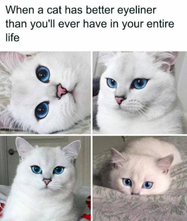 These Cat Memes Will Most Likely Ignore You…