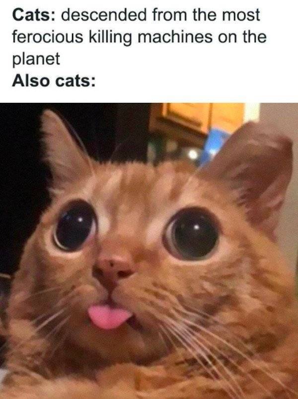 These Cat Memes Will Most Likely Ignore You…