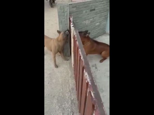 Dog Fight!