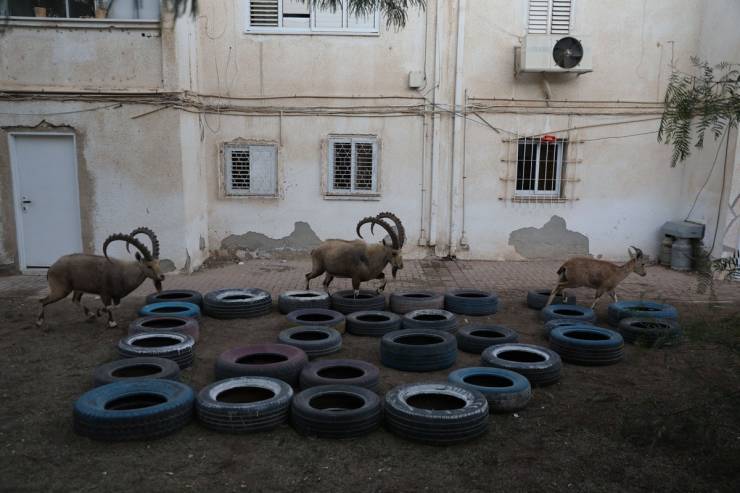 Nubian Ibex Have Occupied An Israeli Town