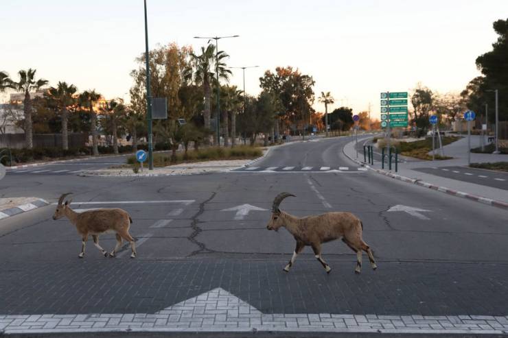 Nubian Ibex Have Occupied An Israeli Town