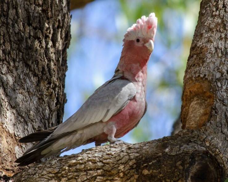 Australia Is VERY Different…