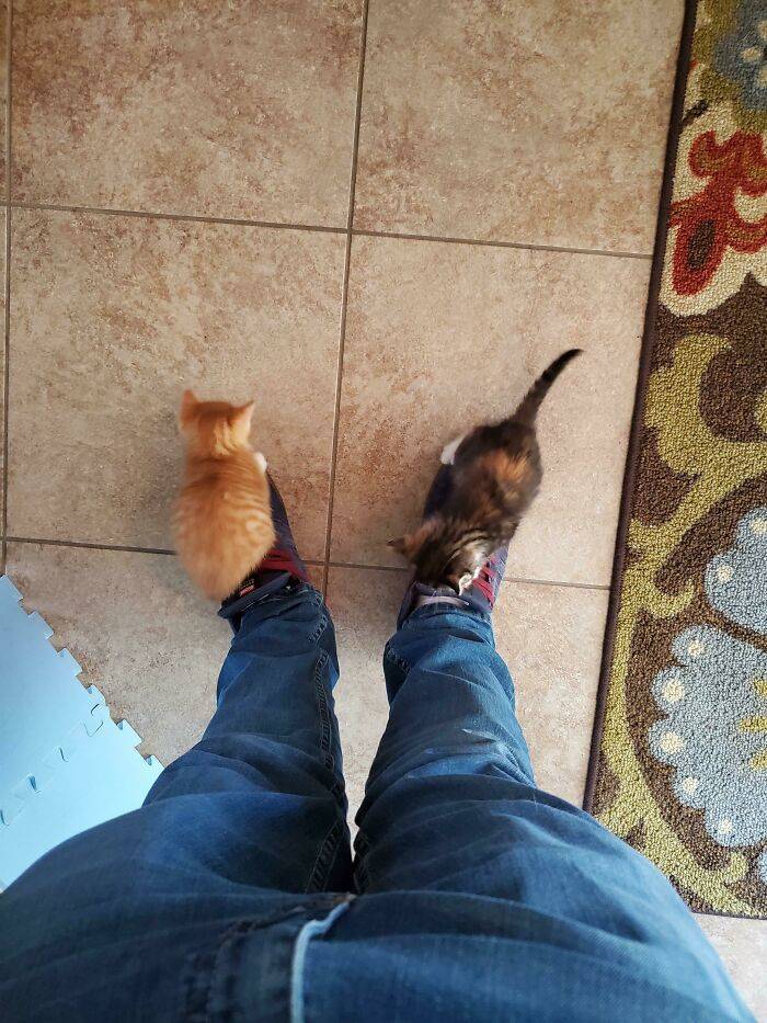 These Kittens Are Criminally Small!