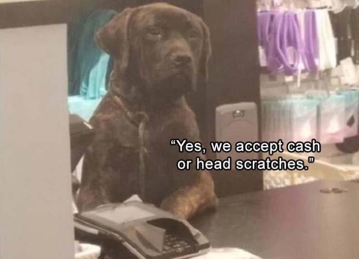 Funny Meme Pictures Of The Day