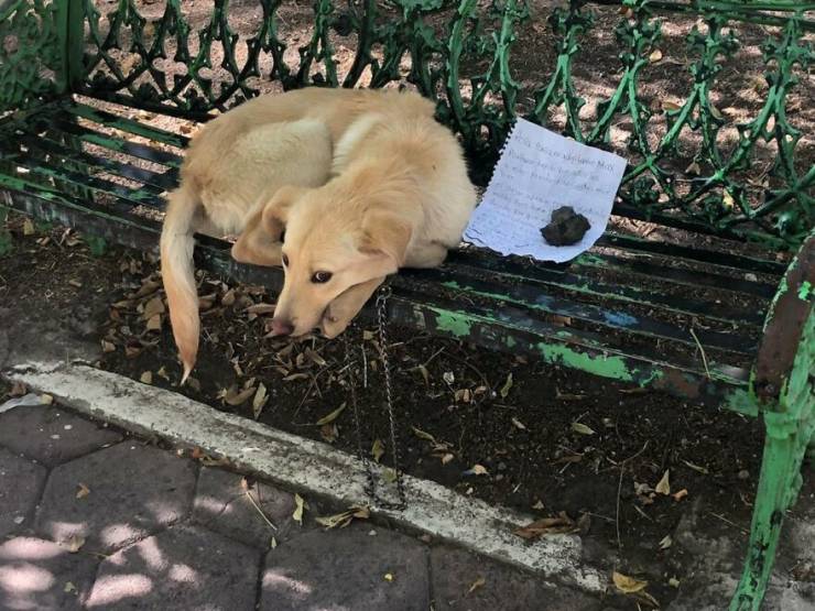 Kid Leaves His Dog On A Park Bench With A Heartfelt Message
