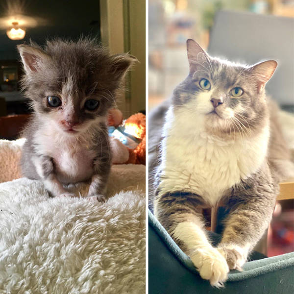 How Tiny Kittens Turn Into Majestic Grown-Up Cats